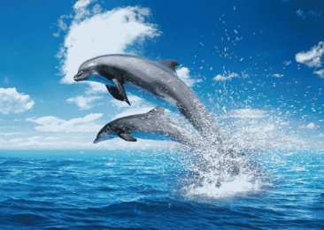 Открытки с дельфинами Открытки с дельфинами с анимациями. Открытки с дельфинами скачать.