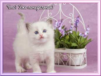 Открытки на понедельник Открытки на понедельник скачать. Открытки на понедельник бесплатно.