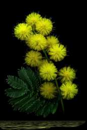 Открытки с мимозой  Открытки с мимозой скачать бесплатно. Открытки с мимозой онлайн.