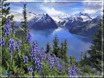 Открытки с цветочными полями  Открытки с цветочными полями с анимациями. Красивые открытки с цветами.