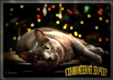 Открытки спокойной ночи Гифки с пожеланиями сладких снов с котиками