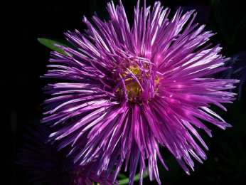 Открытки с астрами  Открытки с астрами скачать бесплатно. Открытки с астрами онлайн.