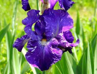 Открытки с ирисами  Открытки с ирисами скачать. Открытки с ирисами бесплатно онлайн.