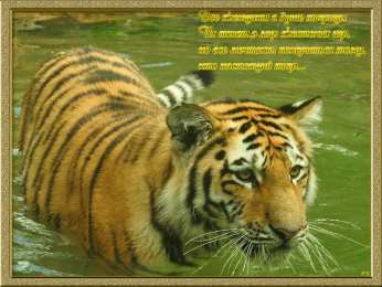 Открытки с тиграми Красивые открытки с тиграми. Скачать бесплатно открытки с тиграми.