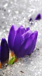 Открытки с крокусами  Открытки с крокусами скачать бесплатно. Открытки с крокусами онлайн.