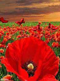 Открытки с цветочными полями  Открытки с цветочными полями с анимациями. Красивые открытки с цветами.