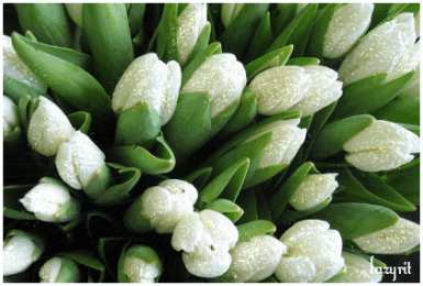 Открытки с белыми тюльпанами Открытки с белыми тюльпанами gif. Открытки с белыми тюльпанами скачать.