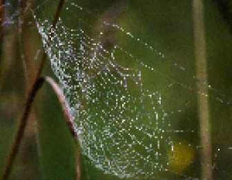 Открытки с паутиной  Открытки с паутиной с анимациями. Открытки с паутиной скачать.