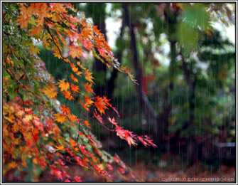 Открытки с дождём Открытки с дождём скачать бесплатно. Открытки с дождём с анимациями.