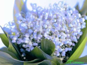 Открытки с ландышами  Открытки с ландышами скачать. Открытки с ландышами онлайн бесплатно.