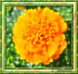 Открытки с бархатцами  Открытки с бархатцами онлайн бесплатно. Открытки с бархатцами скачать.