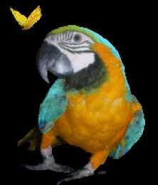 Открытки с попугаями  Открытки с попугаями скачать. Открытки с попугаями бесплатно.