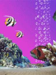 Открытки с рыбами  Открытки с рыбами скачать бесплатно. Открытки с рыбами gif. 