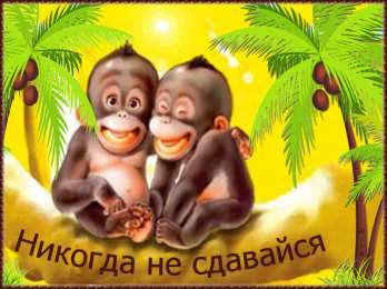 Открытки с обезьянами Открытки с обезьянами gif. Открытки с обезьянами скачать бесплатно.