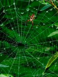 Открытки с паутиной  Открытки с паутиной с анимациями. Открытки с паутиной скачать.