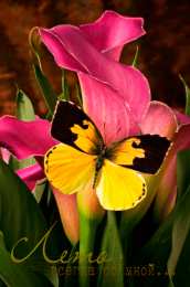 Открытки с каллами Открытки с каллами скачать бесплатно. Открытки с каллами онлайн.