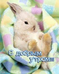 Открытки с зайчиками Скачать бесплатно открытки с зайчиками. Открытки с зайчиками gif.