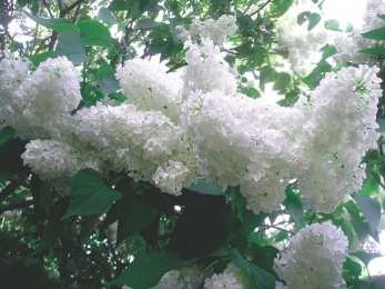 Открытки с белой сиренью  Открытки с белой сиренью анимационные. Открытки с белой сиренью gif.