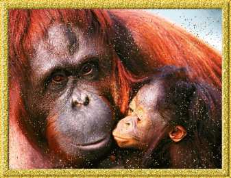 Открытки с обезьянами Открытки с обезьянами gif. Открытки с обезьянами скачать бесплатно.