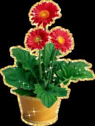 Открытки с герберами  Открытки с герберами скачать бесплатно. Открытки с герберами gif.