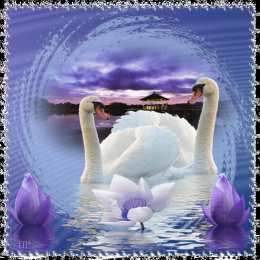 Открытки с лебедями  Открытки с лебедями скачать. Открытки с лебедями бесплатно. 