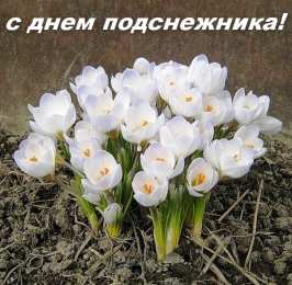 Открытки с днём подснежника Открытки с днём подснежника gif. Открытки с днём подснежника скачать.