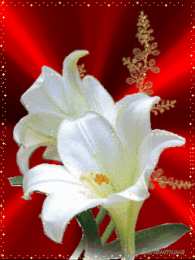 Открытки с белой лилией  Открытки с белой лилией скачать бесплатно. Открытки с белой лилией gif.