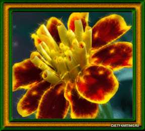 Открытки с бархатцами  Открытки с бархатцами онлайн бесплатно. Открытки с бархатцами скачать.