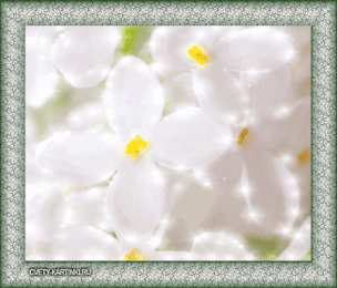 Открытки с белой сиренью  Открытки с белой сиренью анимационные. Открытки с белой сиренью gif.