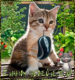 Открытки на понедельник Открытки на понедельник скачать. Открытки на понедельник бесплатно.