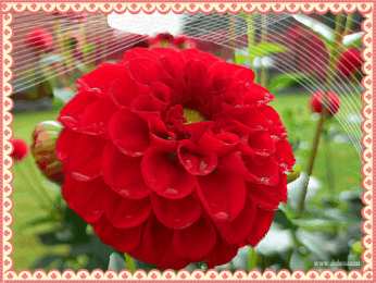 Открытки с георгинами  Открытки с георгинами скачать бесплатно. Открытки с георгинами онлайн.