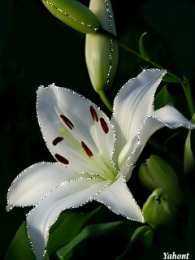 Открытки с белой лилией  Открытки с белой лилией скачать бесплатно. Открытки с белой лилией gif.