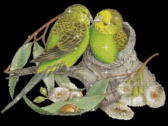 Открытки с попугаями  Открытки с попугаями скачать. Открытки с попугаями бесплатно.