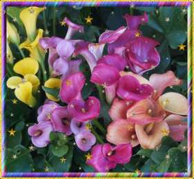 Открытки с каллами Открытки с каллами скачать бесплатно. Открытки с каллами онлайн.