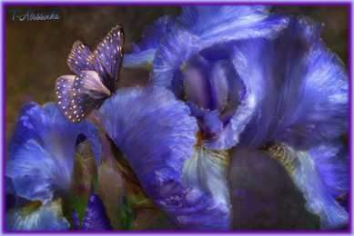 Открытки с бабочками  Открытки с бабочками с анимациями. Открытки с бабочками gif.