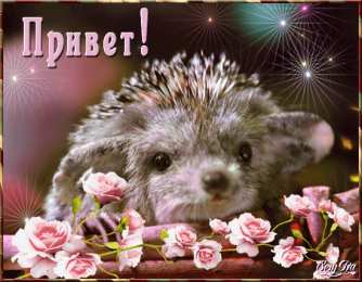 Открытки с приветствием   Скачать  красивые  Открытки с  приветствием  бесплатно gif.