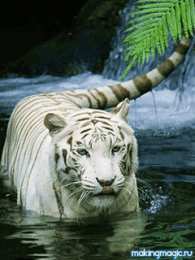 Открытки с белым тигром Открытки с белым тигром скачать. Открытки с белым тигром бесплатно.
