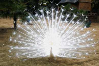 Открытки с павлинами Открытки с павлинами скачать бесплатно. Открытки с павлинами gif.