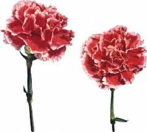 Открытки с гвоздиками  Открытки с гвоздиками скачать. Открытки с гвоздиками онлайн.