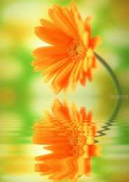 Открытки с календулой  Открытки с календулой скачать бесплатно. Открытки с календулой онлайн.