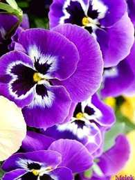 Открытки с фиолетовыми анютиными глазками  Открытки с фиолетовыми анютиными глазками скачать бесплатно.