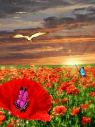 Открытки с цветочными полями  Открытки с цветочными полями с анимациями. Красивые открытки с цветами.