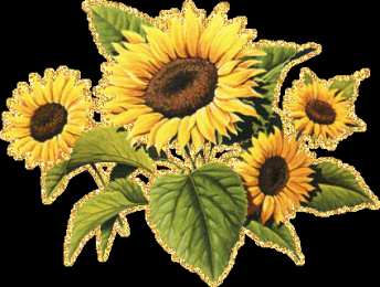 Открытки с подсолнухами Открытки с подсолнухами скачать бесплатно. Открытки с подсолнухами gif.