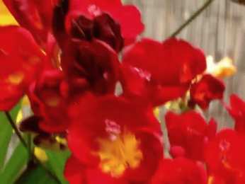 Открытки с фрезиями  Открытки с фрезиями gif. Открытки с фрезиями скачать бесплатно.