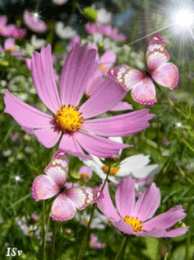 Открытки с космеями  Открытки с космеями анимационные. Открытки с космеями gif.  