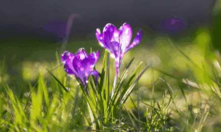 Открытки с крокусами  Открытки с крокусами скачать бесплатно. Открытки с крокусами онлайн.