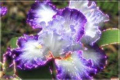 Открытки с ирисами  Открытки с ирисами скачать. Открытки с ирисами бесплатно онлайн.