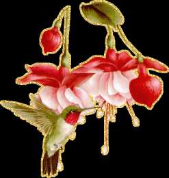 Открытки с фуксией Анимационные открытки с фуксией. Открытки с фуксией скачать бесплатно.