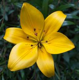 Открытки с желтыми лилиями  Открытки с желтыми лилиями gif. Открытки с желтыми лилиями скачать.