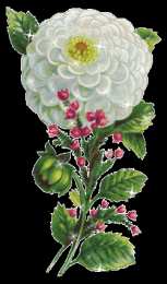 Открытки с георгинами  Открытки с георгинами скачать бесплатно. Открытки с георгинами онлайн.